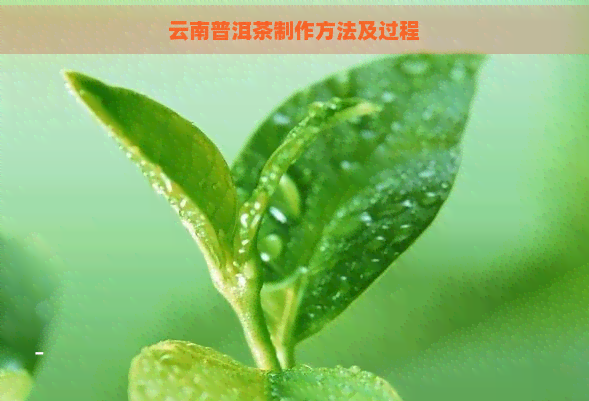 云南普洱茶制作方法及过程