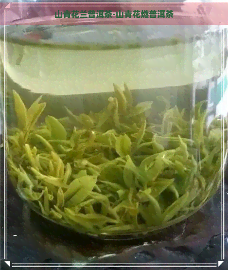 山青花兰普洱茶-山青花燃普洱茶