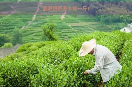 普洱饼茶多少钱一斤？