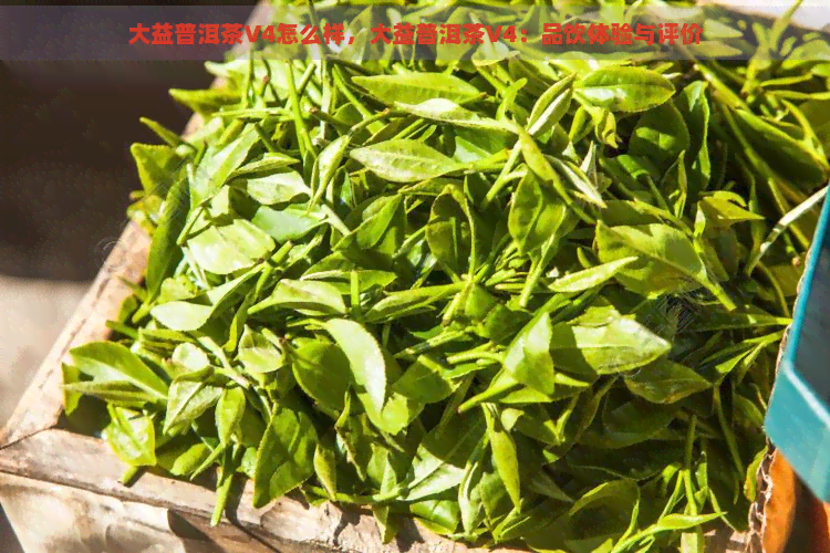 大益普洱茶V4怎么样，大益普洱茶V4：品饮体验与评价