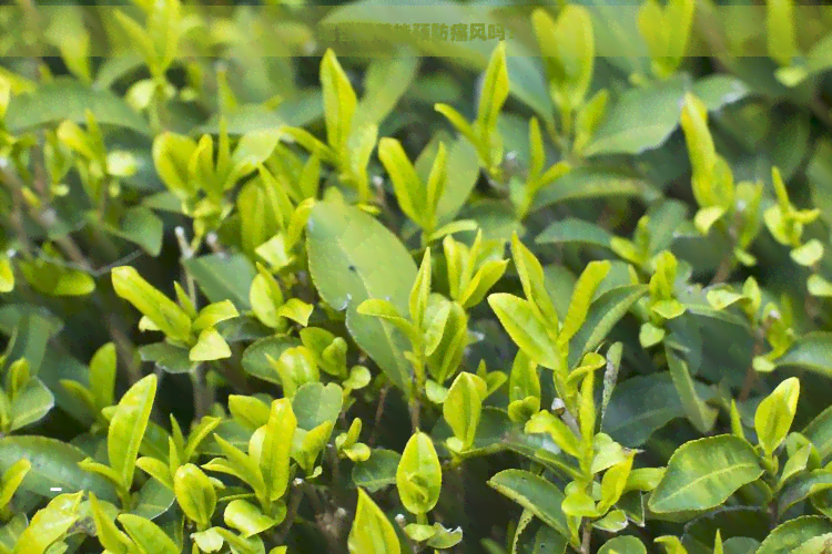 喝普洱茶能预防痛风吗？