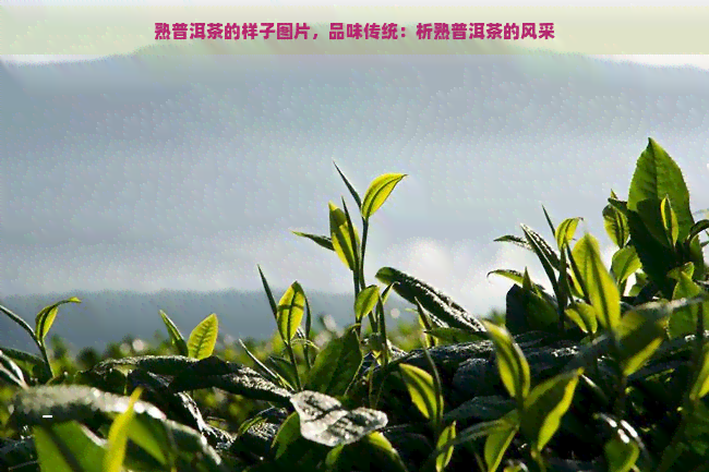 熟普洱茶的样子图片，品味传统：析熟普洱茶的风采