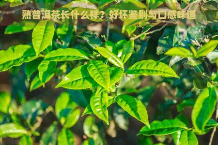 熟普洱茶长什么样？好坏鉴别与口感味道