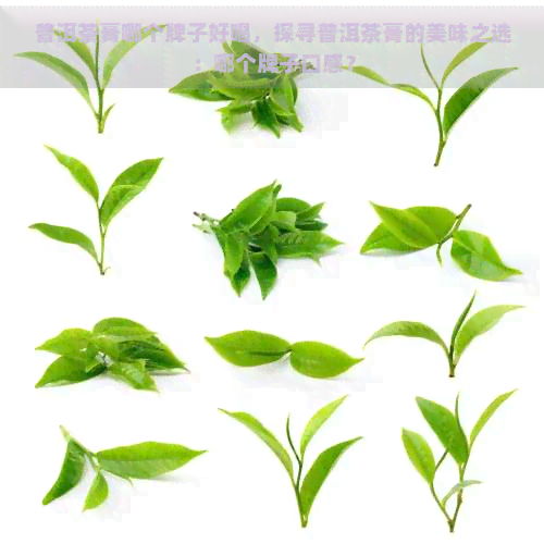 普洱茶膏哪个牌子好喝，探寻普洱茶膏的美味之选：哪个牌子口感？