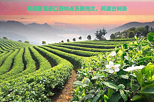 邦崴普洱茶口感特点及属档次，邦崴古树茶