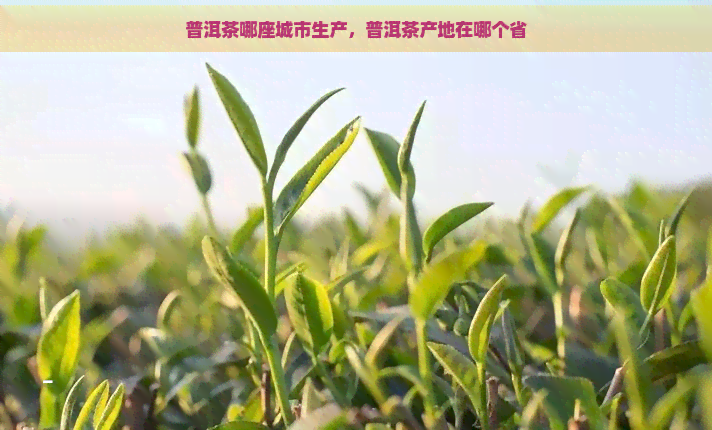 普洱茶哪座城市生产，普洱茶产地在哪个省