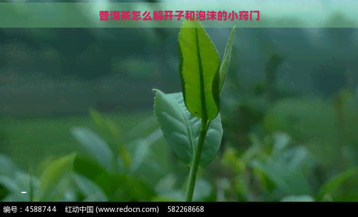 普洱茶怎么解开子和泡沫的小窍门