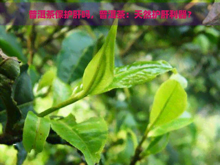 普洱茶保护肝吗，普洱茶：天然护肝利器？