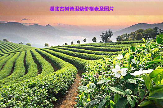 湖北古树普洱茶价格表及图片