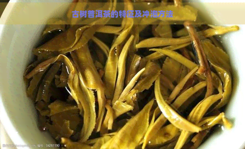 古树普洱茶的特征及冲泡方法