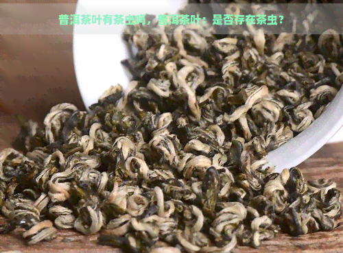 普洱茶叶有茶虫吗，普洱茶叶：是否存在茶虫？