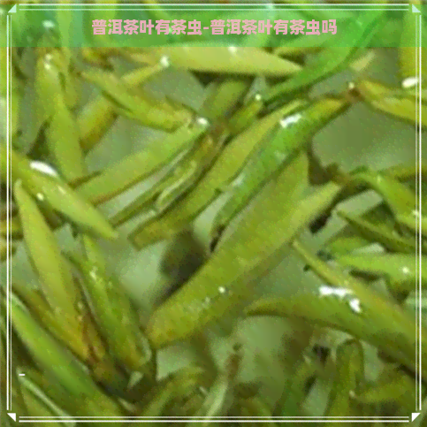 普洱茶叶有茶虫-普洱茶叶有茶虫吗