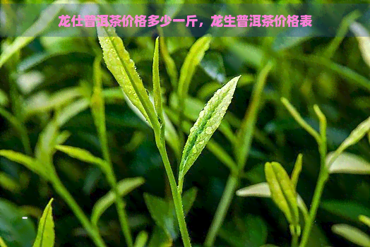 龙仕普洱茶价格多少一斤，龙生普洱茶价格表