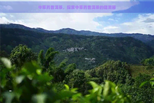 中草药普洱茶，探索中草药普洱茶的健奥秘