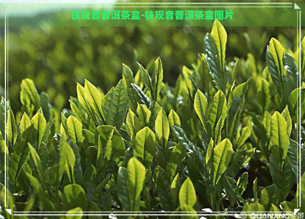 铁观音普洱茶盒-铁观音普洱茶盒图片