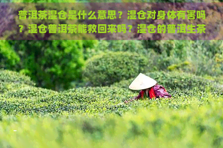 普洱茶湿仓是什么意思？湿仓对身体有害吗？湿仓普洱茶能救回来吗？湿仓的普洱生茶还能喝吗？