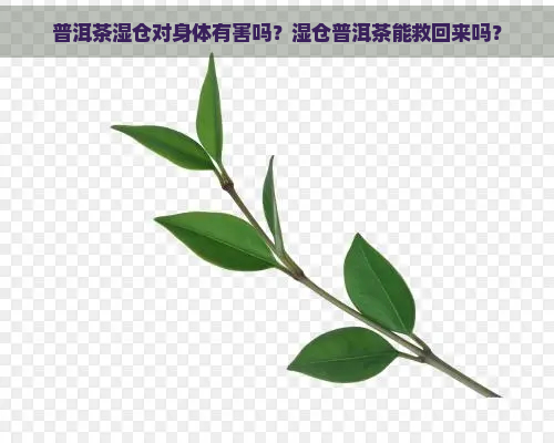 普洱茶湿仓对身体有害吗？湿仓普洱茶能救回来吗？