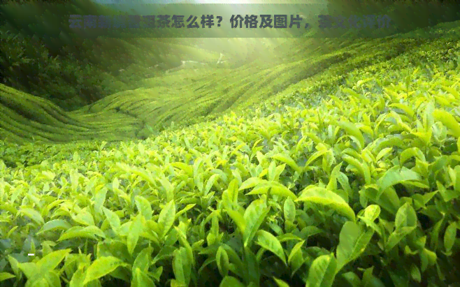 云南新境普洱茶怎么样？价格及图片，茶文化评价