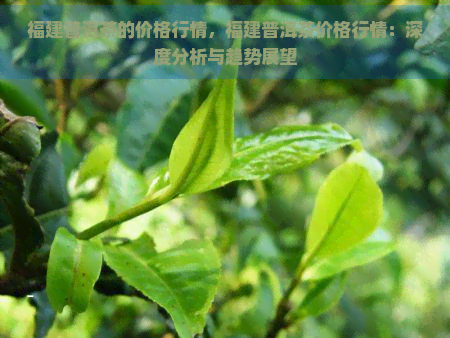 福建普洱茶的价格行情，福建普洱茶价格行情：深度分析与趋势展望