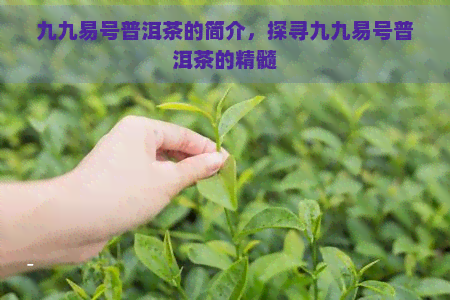 九九易号普洱茶的简介，探寻九九易号普洱茶的精髓