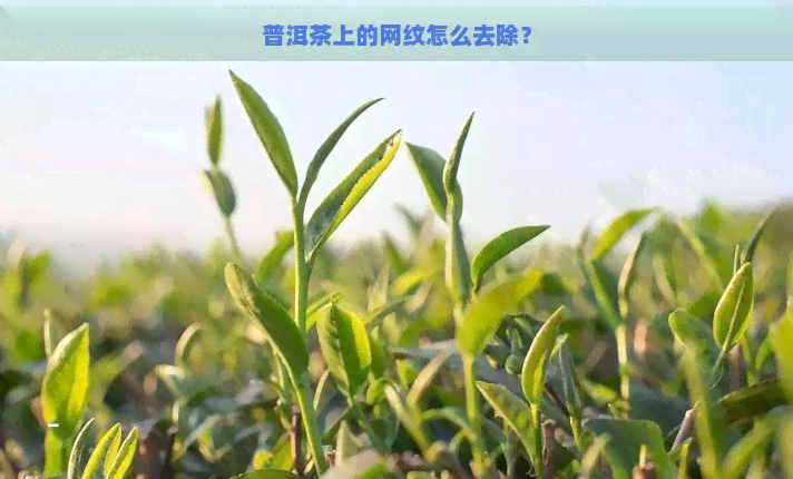 普洱茶上的网纹怎么去除？