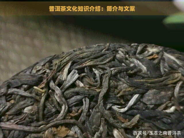 普洱茶文化知识介绍：简介与文案