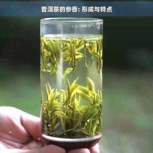 普洱茶的参香: 形成与特点