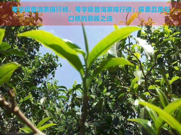 号字级普洱茶排行榜，号字级普洱茶排行榜：探索品质与口感的巅峰之选