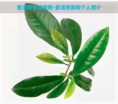 普洱茶专家黄刚-普洱茶黄刚个人简介