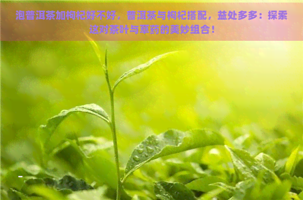 泡普洱茶加枸杞好不好，普洱茶与枸杞搭配，益处多多：探索这对茶叶与草药的美妙组合！