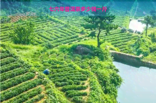 七六年普洱茶多少钱一斤