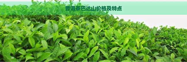 普洱茶巴达山价格及特点