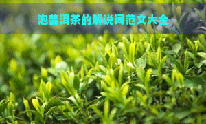 泡普洱茶的解说词范文大全