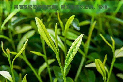 普洱茶吧团购网官网：普洱茶茶饮团购，价格。