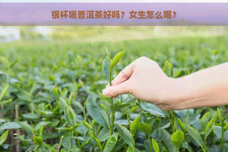 银杯喝普洱茶好吗？女生怎么喝？