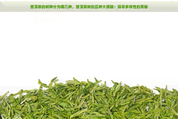 普洱茶的树种分为哪几种，普洱茶树的品种大揭秘：探寻多样性的奥秘