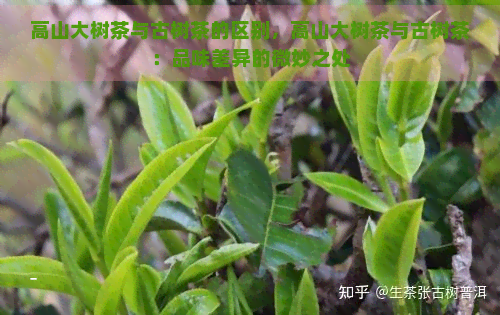 高山大树茶与古树茶的区别，高山大树茶与古树茶：品味差异的微妙之处