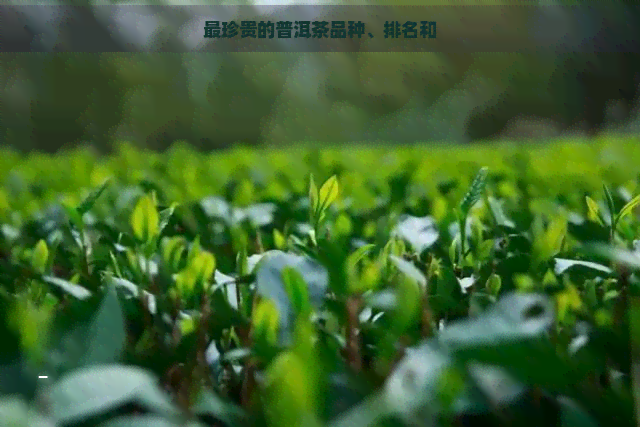 最珍贵的普洱茶品种、排名和