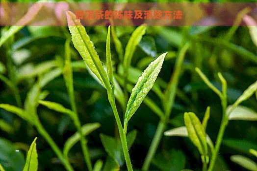 普洱茶的陈味及消除方法