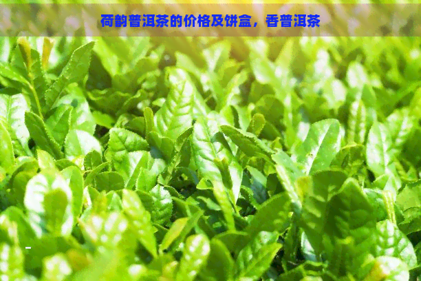 荷韵普洱茶的价格及饼盒，香普洱茶