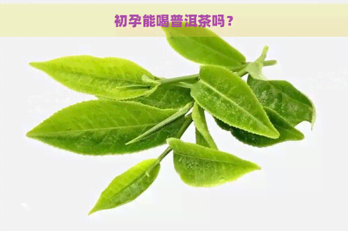 初孕能喝普洱茶吗？