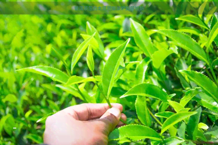 普洱茶压的太紧用微波炉如何加热