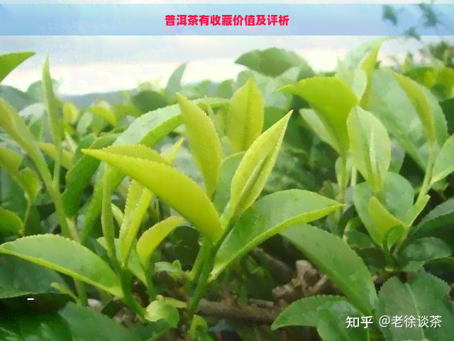 普洱茶有收藏价值及评析