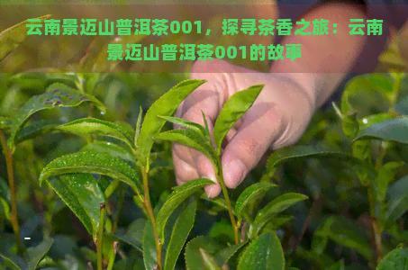 云南景迈山普洱茶001，探寻茶香之旅：云南景迈山普洱茶001的故事