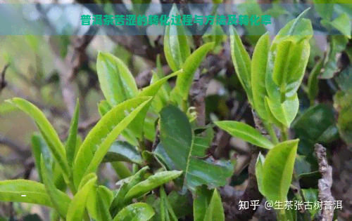 普洱茶苦涩的转化过程与方法及转化率