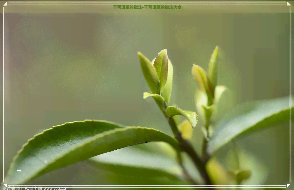 干普洱茶的做法-干普洱茶的做法大全