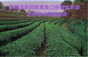 品普洱茶的感受及口感专业术语，后感想与品茶心得