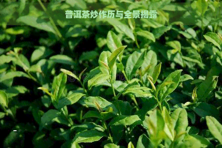 普洱茶炒作历与全景揭露