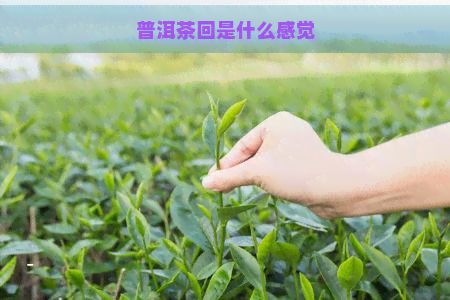 普洱茶回是什么感觉