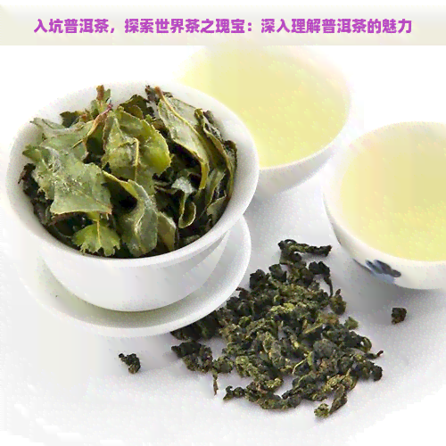 入坑普洱茶，探索世界茶之瑰宝：深入理解普洱茶的魅力